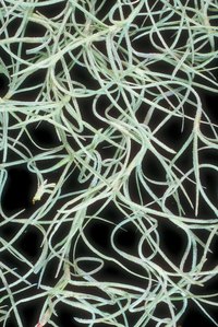 The story of black moss fungi has many colors.