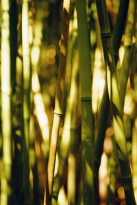 Bamboo plants can be insidious and persistent pests when allowed to grow unchecked.