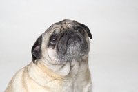Short-nosed breeds are particularly susceptible to heatstroke.