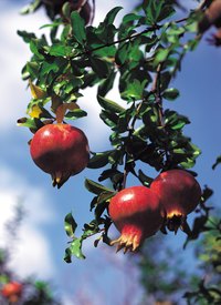 Pomegranates have been cultivated since ancient times.