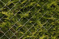 The flattened sprays of arborvitae's scaly needles look soft and feathery.