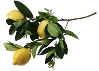 Lemons are ornamental and can be used as a garden specimen or evergreen screen.