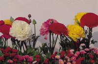 Carnations and roses complement each other in a floral arrangement.