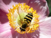 Plants in a greenhouse lack the attention of bees, nature's pollenators.