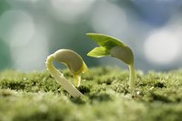 Seedlings starting to grow.