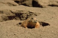 Repeatedly frightening woodchucks may cause them to move burrows.