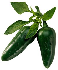 Healthy jalapeno peppers have a thick, glossy skin with a rounded tip.