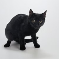 It takes a discerning eye to determine the Bombay from the American shorthair from the random mix.