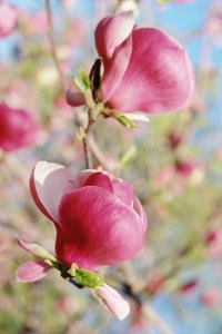 Magnolia trees produce colorful, attractive flowers every year unless they are exposed to freeze damage.
