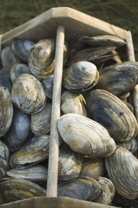 Before shelling, there are 12 to 15 clams in a pound.