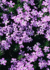 Kill phlox with herbicide and improve tilth with the dead plant matter.