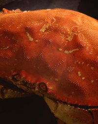 Frozen Dungeness crabs are precooked, and only need gentle reheating.
