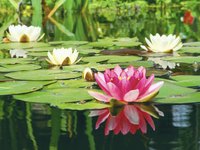 Lily pads should cover about 30 percent to 50 percent of a pond's surface.