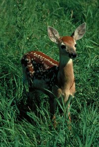 They may be cute, but deer can cause a great deal of damage to a landscape.