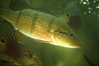 Hornwort has several advantages for fish in an aquarium.