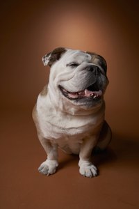 The bulldog loves to hang out with kids.