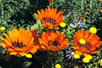 Gazania in bloom