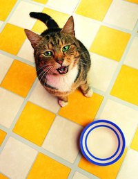 He cleaned up the floor, now he wants food.