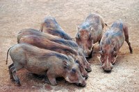 Pigs must eat a variety of foods to ensure proper growth and development.