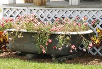 Cascading plants that spill over the edge work well in bathtub container gardens.