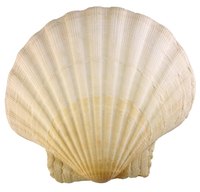 Add large seashells to a bikini top to make part of a costume.