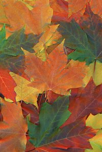 Running over your leaves with the lawn mower can provide you with needed mulch.