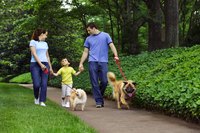 Two dogs are enjoying their walks.