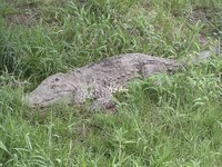 Large alligator in the grass.