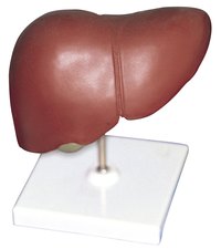 The liver's exterior has a distinctive reddish brown color.
