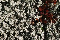 Fertilizer may encourage a wax myrtle in poor soil.