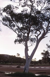 Some eucalyptus trees have a minty fragrance similar to menthol.
