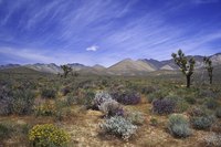 Desert soils support plants suited to arid conditions.