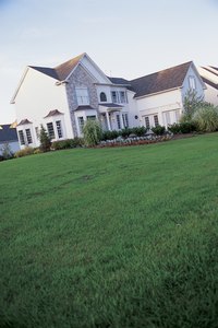 Healthy turf can suppress dallisgrass and crabgrass.