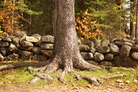 Conceal exposed tree roots with sod.