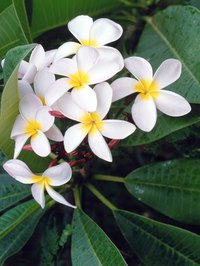 Gardeners rarely have to deal with plumeria disease problems.