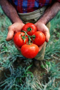 Preserve that garden tomato bounty through canning and freezing salsa.