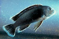 African cichlids' nests will often look like craters.