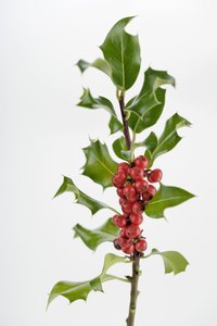 Holly plants add visual appeal to the garden with their red berries and shiny leaves.