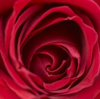 Red roses are significant in "Beauty and the Beast."