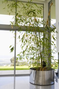 Bamboo grows best near a window when cultivated indoors.