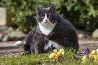 Morbid obesity can make it difficult for your cat to perform normal daily tasks such as self-grooming.