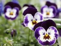 A close-up of purple pansies.