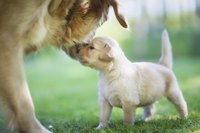 Purebred golden retriever puppy on lawn with mother