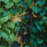 A member of the grape family, ivy clings to masonry.