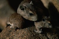 In early autumn, rats look for indoor harborage.