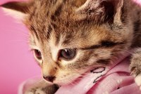 Figuring out the sex of your kitten is easy.