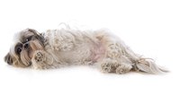 Eclampsia is especially common in dogs nursing their first litters.