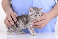 Veterinarian holding small kitten on table.