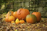 Varied pumpkin colors in fall.