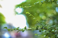 Newly planted saplings require little pruning.